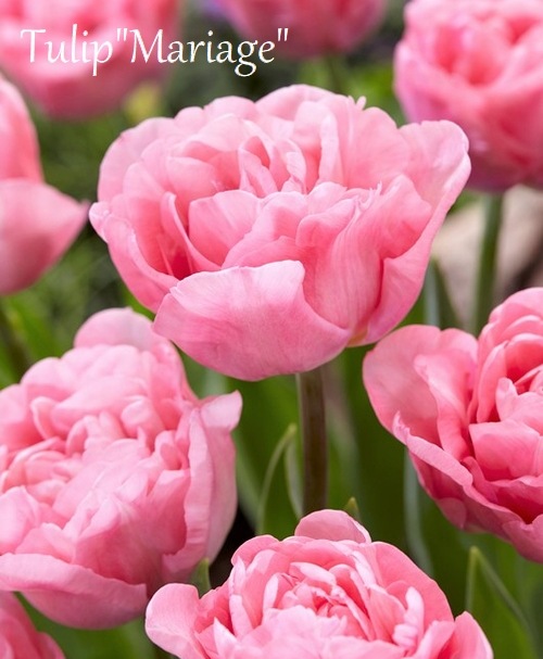 球根】 八重咲きチューリップ 『マリアージュ』 遅咲き | 球根