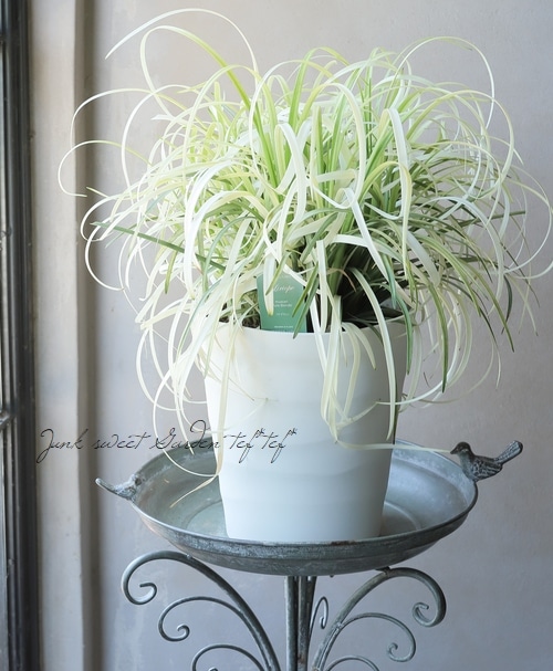 裏白　株　20株エディブルフラワー　飾り葉 白葉ヤブラン・リリオペ 『ピュアブロンド』 | すべての商品 | | Junk