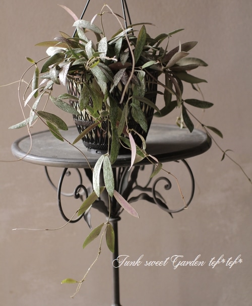 観葉植物】 ホヤ 『シギラティス』『シギランサス』 希少！ | すべての