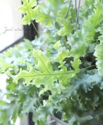 �ڴ��տ�ʪ�� �ե�ܥǥ����ࡡ�إ��Хʡ�