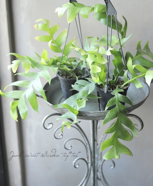 観葉植物】 エピフィルム 『クリソカルディウム』 | すべての商品