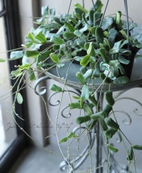 �ڴ��տ�ʪ�ۥۥ䡡�إ��ĥ�ǥ��ե�����١��إ��ĥ�ǥ��ե��ꥢ�١���