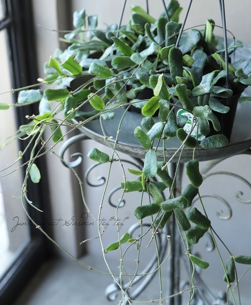 観葉植物】ホヤ 『ロツンディフローラ』 『ロツンディフォリア