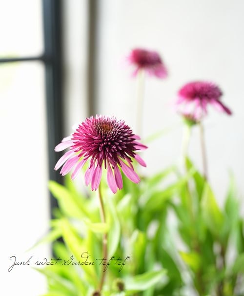 種子 同梱無料 エキナセア ブルーベリーチーズケーキ 楽天市場】エキナセア 'ブルーベリー チーズケーキ' : おぎはら植物園