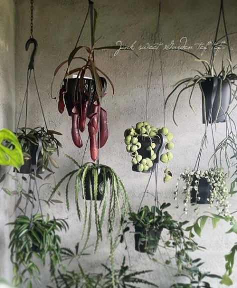 食虫植物】 ネペンテス 『レベッカ』 ウツボカズラ | すべての商品