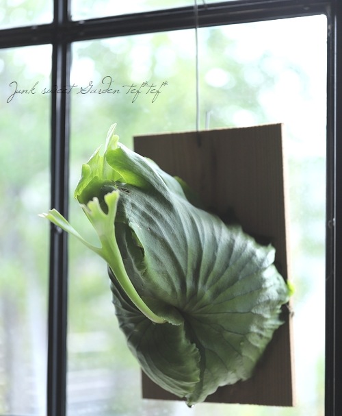 観葉植物】 プラティセリウム 『マウントキッシャクード』『リドコロ