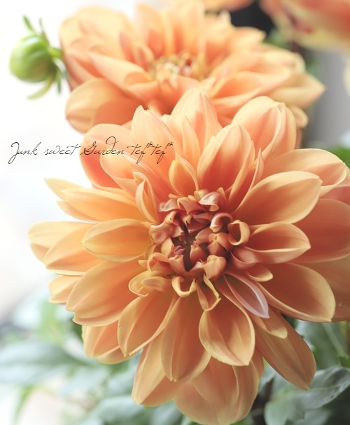 ダリア・ラベラグランデ 『キャラメル』 | すべての商品 | | Junk