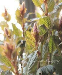 �����������إ磻��ɥԥ󥯡�