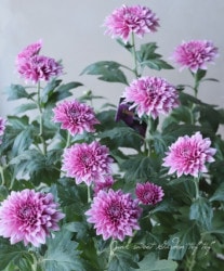 ���ץ졼�ޥࡦ����ƥ��꡼�����إѡ��ץ��