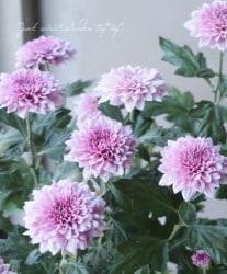 ���ץ졼�ޥࡦ����ƥ��꡼�����إ�������