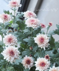 ���ץ졼�ޥࡦ����ƥ��꡼�����إ�������