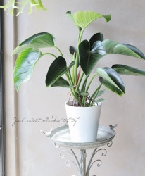 ڴտʪ եǥɥ إåץ