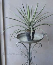 ��å� �إ���ͥ�������-carnerosana-��