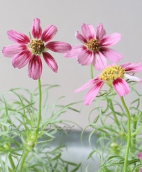 Flower Species,コスモス | Junk sweet Garden tef*tef*