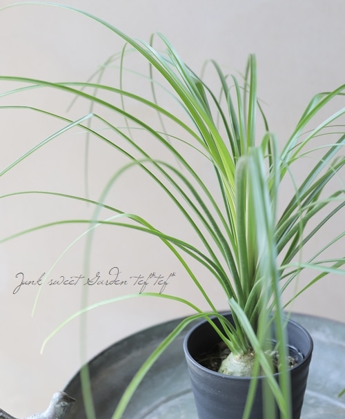 コア様リクエスト トックリラン 50株 コア様リクエスト トックリラン