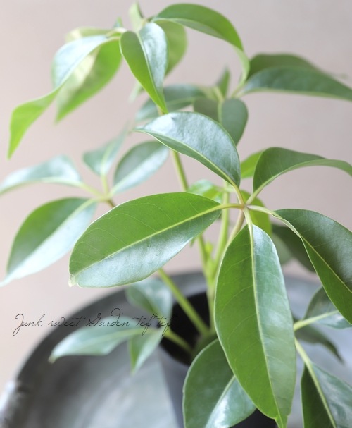 観葉植物】 ツピダンサス 『カリプトラツス』 | すべての商品 | | Junk