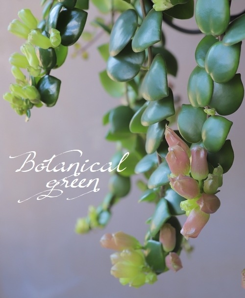 観葉植物】エスキナンサス 『タイピンク』 | botanical green | | Junk