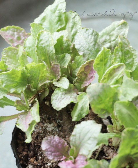 アジュガ 『アークティック』 | すべての商品 | | Junk sweet Garden