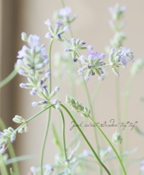 󥰥å٥ إ󥰥ƥա١ѡ