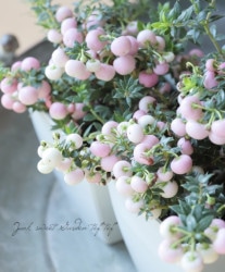 ڥͥåƥ ϥåԡ٥꡼إۥ磻ȡԥ󥯡