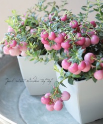 ڥͥåƥϥåԡ٥꡼إԥ󥯡