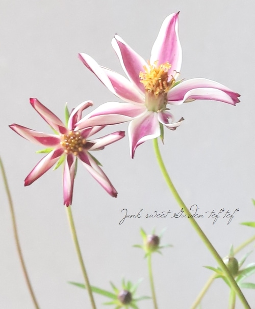 チョコレートコスモス 『赤とんぼ・あられ』 | すべての商品 | | Junk