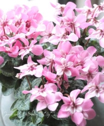 ڷڰ ǥ󥷥󡡡إåԥ󥯡١