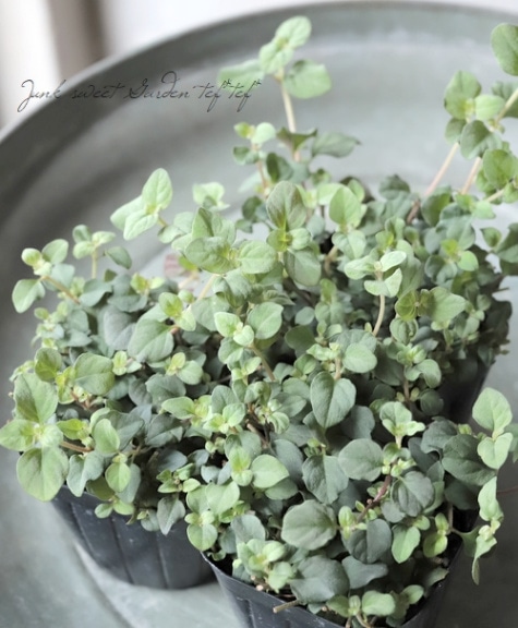 リシマキア 『グリーンカーペット』 | すべての商品 | | Junk sweet