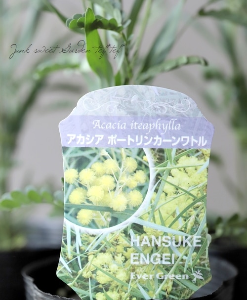 アカシア 『ポートリンカーンワトル』 | すべての商品 | | Junk sweet