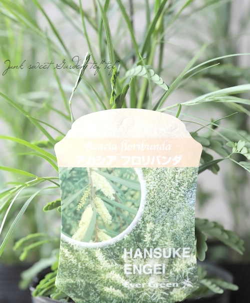 アカシア　フロリバンダ　/ 567 sa-0928-01.jpg