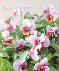 LUXURY SELECTIONtef*tef*ꥸʥ ӥإ󥻥åȥ