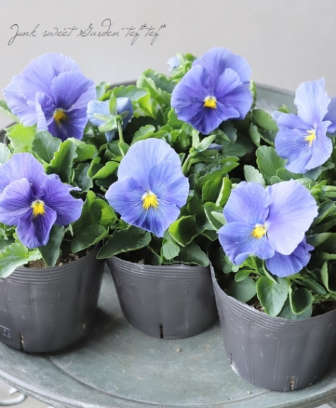 ◇パンジー・パシオ 『クリアブルー』 | すべての商品 | | Junk sweet