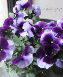 ���ѥ󥸡����ѥ������إӡ������