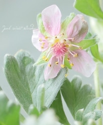 ݥƥƥ顡إݡե󥵡١