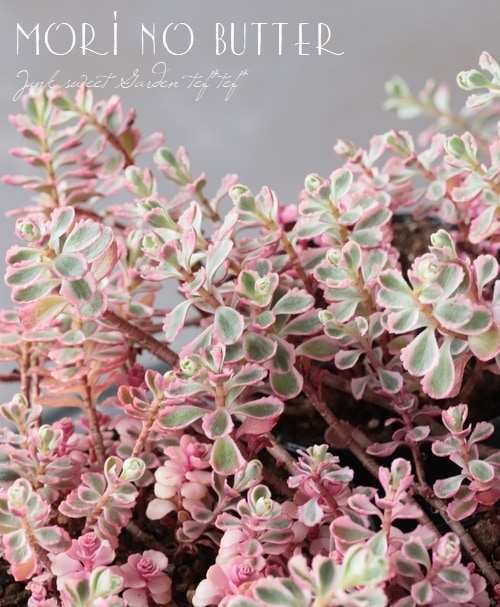 多肉植物】 スプリウム 『トリカラー』 (コーカサスキリンソウ) セダム