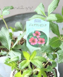 ݥƥƥ顡إ祰 ڥԥ󥯡