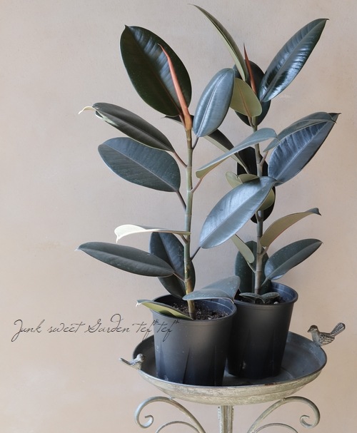 観葉植物 フィカス バーガンディ ficus-burgundy-magari-218_1.