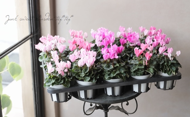 ガーデンミニシクラメン 『クレヨン』 MIX | すべての商品 | | Junk