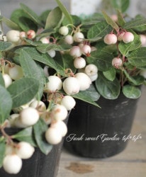 ƥꥢإۥ磻ȥ٥꡼١å٥꡼¡