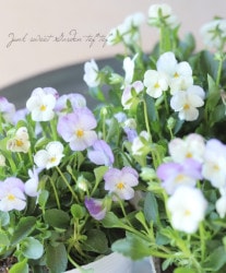 ӥ顦ӥåإ֥롼ϥ磻