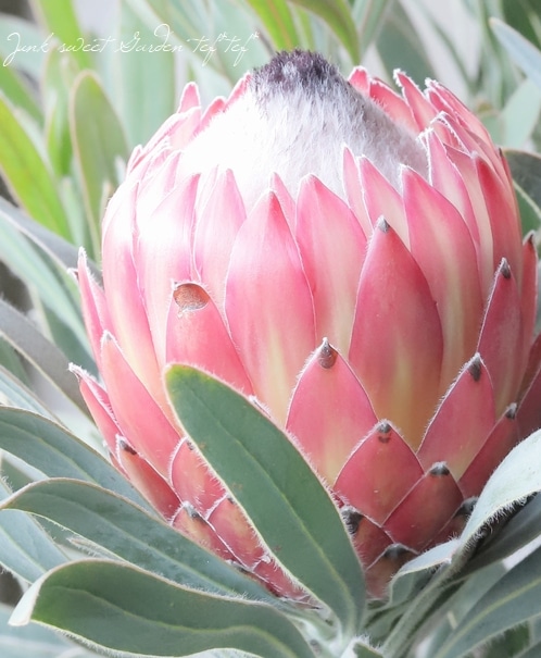 プロテア 『ポッサムマジック』 オーストラリアンプランツ | すべての