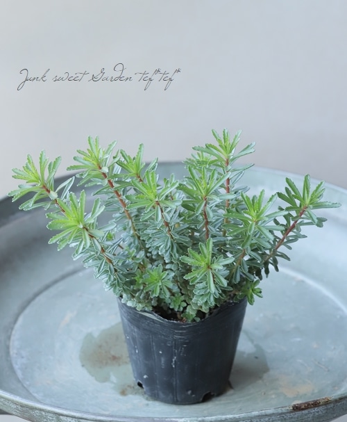 珍品】多肉植物 オプンチア スルフレア アパッチ シリーズ（カット枝