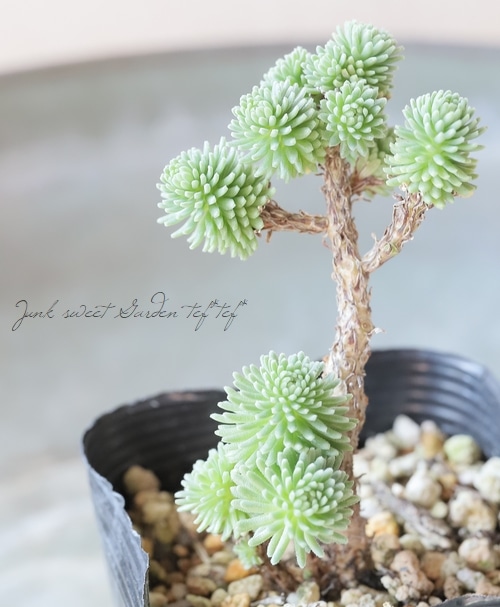 多肉植物】 『小松緑』 セダム属 | すべての商品 | | Junk sweet