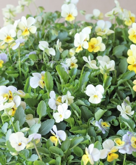 ○ROKA HEARTS 育種ビオラ 『ビオレッタルーキーズ』 【B】 | すべての