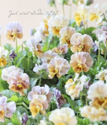 LUXURY SELECTIONtef*tef*ꥸʥ ӥ إե⥫ѥƥեʲˡ