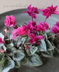 Flower Species,シクラメン | Junk sweet Garden tef*tef*