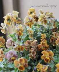 ڥ LUXURY SELECTIONtef*tef*ꥸʥ ӥإե祳ե24