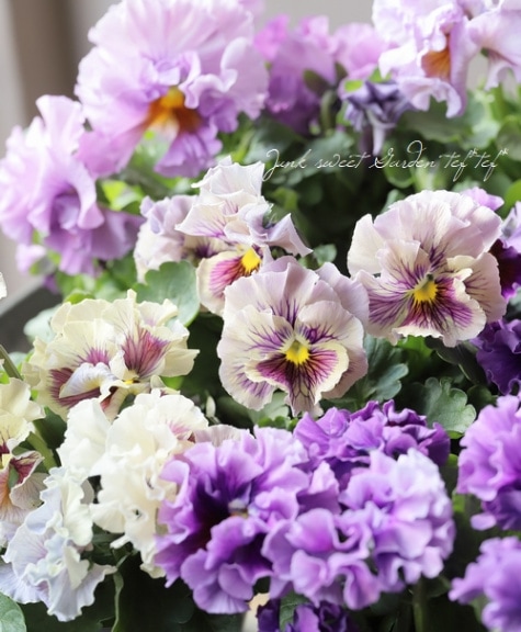 ☆みもとフリルパンジー 『パピージョルジュ』 【グランデ】 2023年