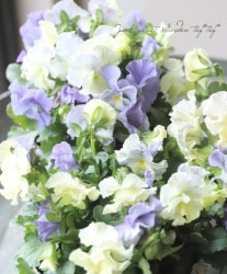 ���ߤ�ȥե��ѥ󥸡� �إ��㥤�ˡ����֥롼��