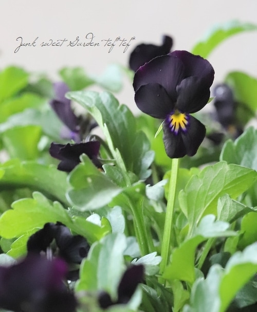 ○ゲブラさん生産・川越ROKA氏育種ビオラ 『黒すずめ』 | すべての商品